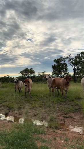 Flood Fencing Insights at the Cattle Station