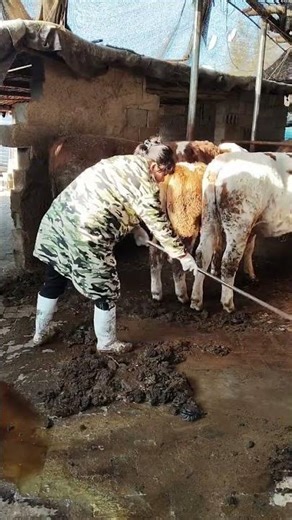 Grateful for the Support! Daily Life of a Rural Cattle Farmer 🐄