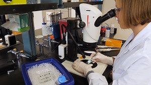 Dissection of the Drosophila Pupal Retina for Immunohistochemistry, Western Analysis, and RNA Isolation