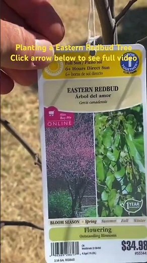 Planting a Eastern Redbud Tree Click arrow to see full video