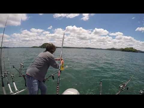 Dale Hollow Lake, TN, A Trophy Walleye and Smallmouth!!!! 6-7-17