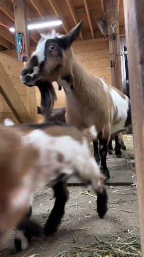 Nigerian Dwarf goat
