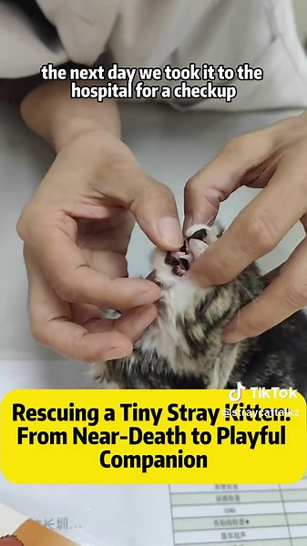 Rescue Story: From Stray Kitten to Beloved Pet