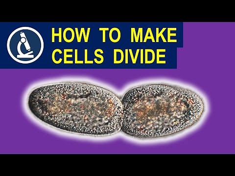 How to prepare cells to see their divisions under microscope 🔬 173