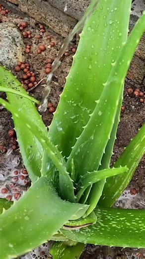 Aloe vera has always been one of my favorite natural ingredients for hair care. From soothing the scalp to keeping the hair hydrated, this simple plant does so much for healthy hair. If you love the benefits of aloe vera, you’ll definitely love our Aloe Vera Oil 👌, it's carefully made to nourish your skin, your scalp and support healthy hair growth. 🛒Click the link in bio to order yours today. 📖 “And the fruit thereof shall be for meat, and the leaf thereof for medicine.” (Ezekiel 47:12) . . 