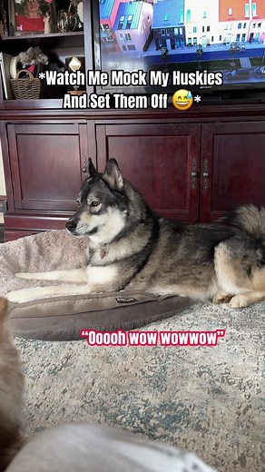 Dramatic Husky Howling at Ambulance Siren