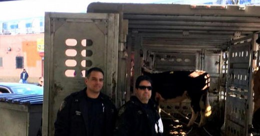 Cops capture loose cow in Queens