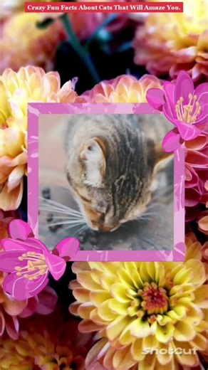 Crazy Fun Facts About Cats That Will Amaze You.#catsfunfacts #beautifulcat #catsoftiktok #cats #cat #catlover
