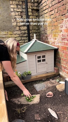 Preparing for Tortoise Care in Warm Weather