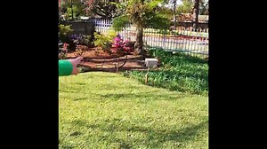 For Sale: Price Reduced: Syd Cornwall St, Ext 1, White River Large house on a large stand. Very close to the schools. R1,645,000 This home has 3 bedrooms, 2 full bathrooms, large lounge, dining room and kitchen. This house has a 1 bedroom Flat with separate lounge dining room and kitchen. A bathroom with a shower. The flat also boasts a covered veranda. The mainhouse and the flat is neat. A double garage with electric doors is part of the property. The borehole is linked to the household water s