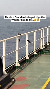 The standard-winged nightjar is a nocturnal bird native to Africa, renowned for its remarkable camouflage and striking breeding display. During mating season, males grow long, ribbon-like feathers that trail dramatically from their wings, creating an almost otherworldly silhouette in flight. Masters of stealth, these birds spend the day nearly invisible on the forest floor, their cryptic plumage blending perfectly with leaves and earth. At night, they become agile insect hunters, using their wid