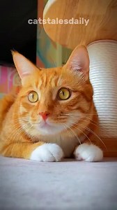 35K views · 1.6K reactions | Here's everything you need to know about orange cats! If you have one, share their name in the comme | catstalesdaily | Facebook