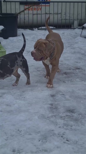 AMERICAN BULLY XXL: Ein Blick auf die Rasse