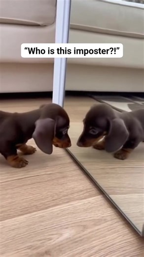 When you discover your identical twin lives in the mirror. 😂 #cutedog #puppy #sausagedogcentral #doxie #wienerdog