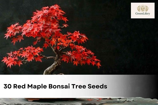 30 Red Maple Bonsai Tree Seeds | Acer Rubrum | Ornamental Tree Seeds | Made in USA | Ships From Iowa - Etsy