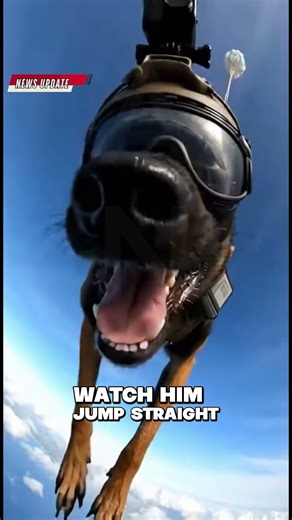Military K9 Skydives from Plane 🪂🐕