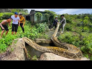 Clean Up Abandoned House | A 2-ton Striped Python Was Found In A Rotten Boat. Animal Rescue