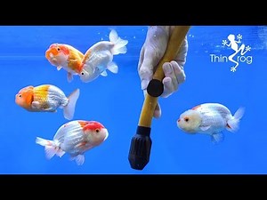 Cleaning Up My Goldfish Tank