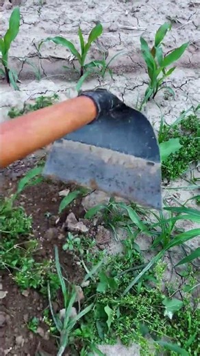 🌱🔧 Manual Weeding and Soil Loosening Around Young Corn Crops Demonstration #shorts