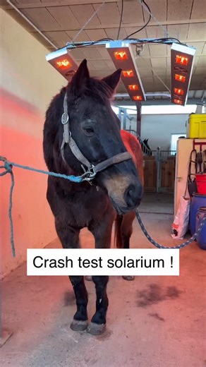 - 🌻 DANCE WITH HIM OFFICIEL 🌻 - on Instagram: "Crash test solarium pour une retraite de luxe d’un maxi kiffeur de chaleur Les bienfaits du solarium : ☀️ Détente musculaire profonde ☀️ Stimulation de la circulation sanguine ☀️ Effet relaxant ☀️ Convient à tous les équidés Vous connaissiez ? 📖: Notre livre est dispo ! À shopper sur Michel Vaillant Equitation, Amazon, la Fnac, Cultura et toutes les bonnes librairies ! Nos partenaires dans cette aventure : 🌻 @ohlalasellerie : -10% avec le code D