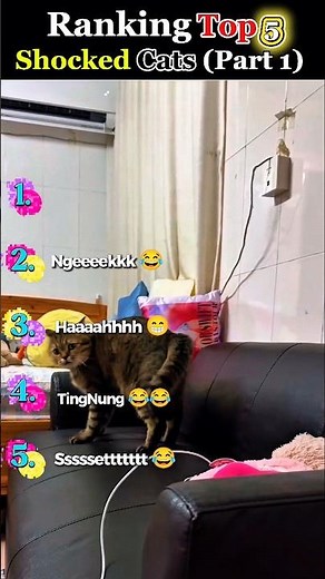 Top 5 Most Shocked Cats Caught on Camera 😹 | Part 1 #cat #funny