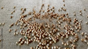 pouring chickpeas close-up on a background of burlap