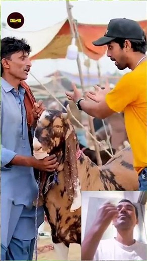 Qurbani Goat (cow) emotional video Eid Mubarak|Naat sharif #qurbani #cowvideos #cattleworld #bull