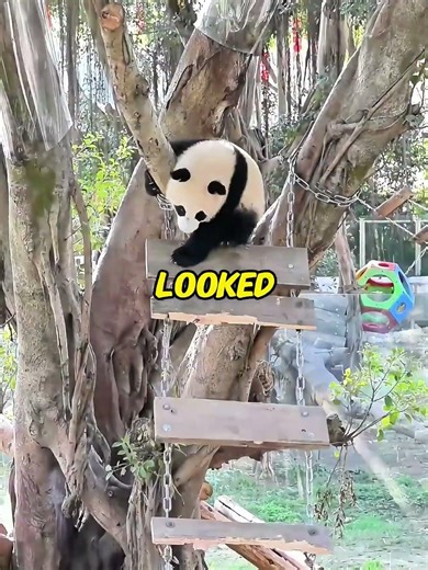 The panda mother was startled #panda# short video