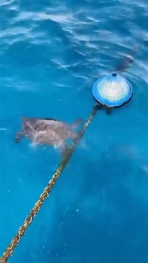 Great Barrier Reef Marine Park Authority on Instagram: "What's the story mooring glory? 🐢 Now that we have your attention with a turtle, let's talk moorings. These blue cones are public moorings and can be found throughout the #GreatBarrierReef at popular locations. Each mooring and buoy has a colour-coded band explaining the class (vessel length), time limits and maximum wind strength limits applicable to the mooring. 🚤 By using these moorings, we can not only relax knowing our vessels are sa