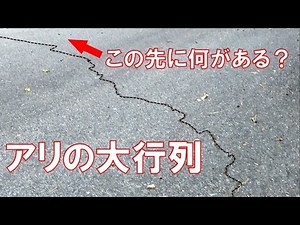 I followed the long line of ants and found something really dangerous.