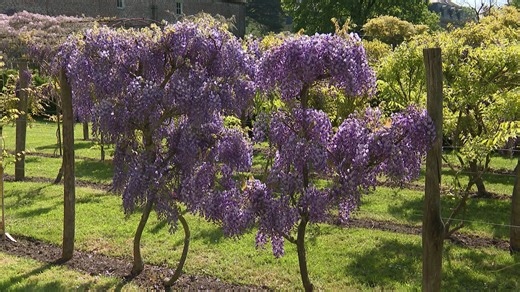 La taille hivernale des glycines : le secret d’une floraison abondante - RTBF Actus