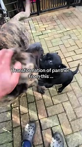 Transformation of panther | panther