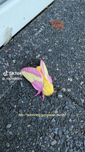 Rosy Maple Moth: why my cat wanted to pet this pink moth