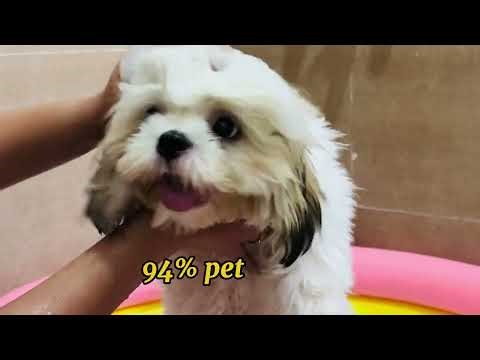 Tick & Flea Control for Dogs | Safe & Natural Dog Shampoo Review