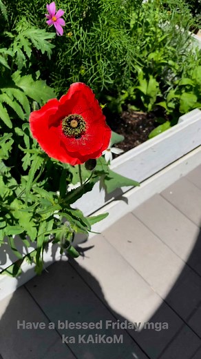 My little Garden #gardening #cosmos #plants | KaikoM