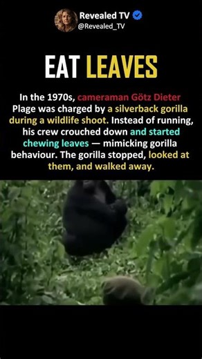 CAMERAMAN FOOLED A CHARGING GORILLA
