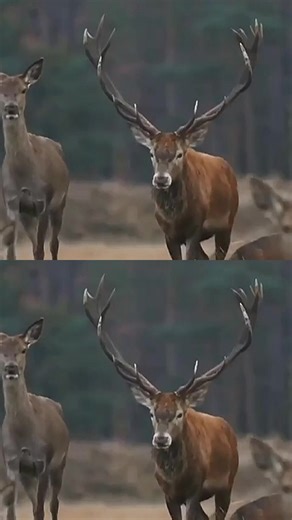 Exploring Coffee Culture in Iraq's Regions