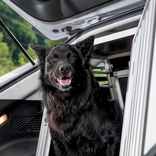 Hundetransportboxen-Test 2025