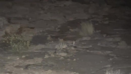 One of our guest took this video at 2 o clock this morning on the farm. Aardwolf!!! Thank you Bobby Bok from the Netherlands | Sperrgebiet Lodge Springbok