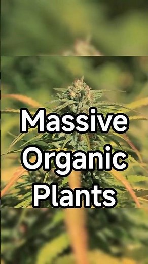 Massive Organic Plants from Above | Selective Breeding Results