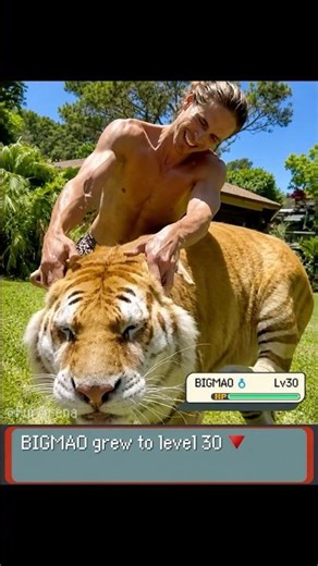 Caressing a Big Cat