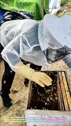 Beekeeping Mastery: Transferring a Swarm into a Hive Box! 🐝📦