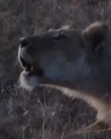 Lioness Greets The Day With a Roar 🎶🎶🎶🦁 #roar #lion #wildlife #dk | Wildest Kruger Sightings