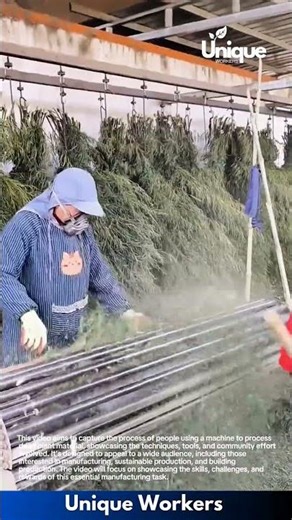 Processing dried plant material with a machine: people processing dried plant material with machine