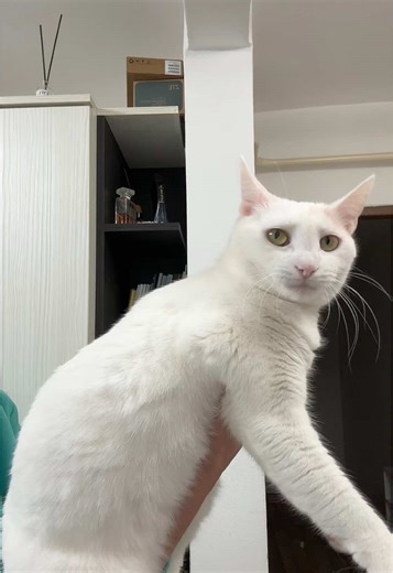 😂 #pentrupisici #pisiciromania #pisici #foryou #fyp TikTok