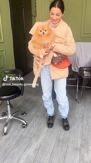 Fluffy Pomeranian Grooming Tips and Care