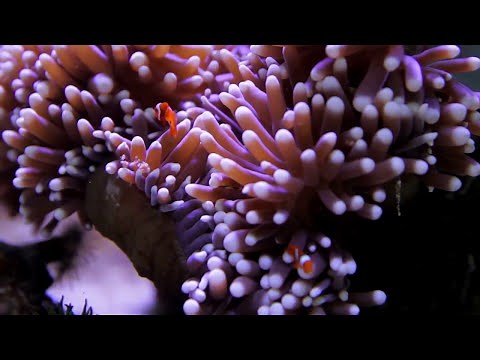 What is the Reef Guardian Schools program | Great Barrier Reef Marine Park Authority