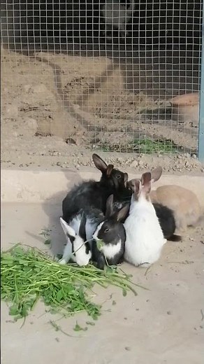 Cute Baby Rabbits Playing With Their Mother 🐰 | Adorable Bunny Family Moments