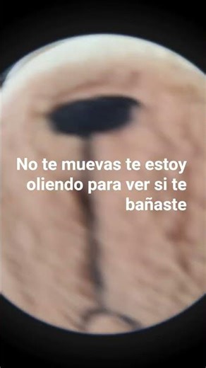 inspección de cochinos🐽