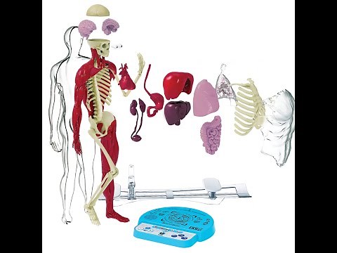 Smart Lab - Ultimate Squishy Human Body with SmartScan Technology